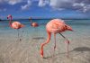 Aruba flamingos