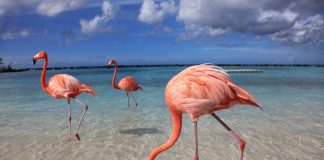 Aruba flamingos