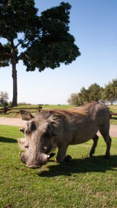 Warthogs feel at home at Hans Merensky Hotel and Spa.