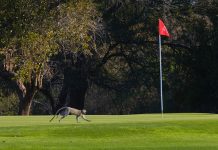 At Hans Merensky vervet monkeys roam the golf course