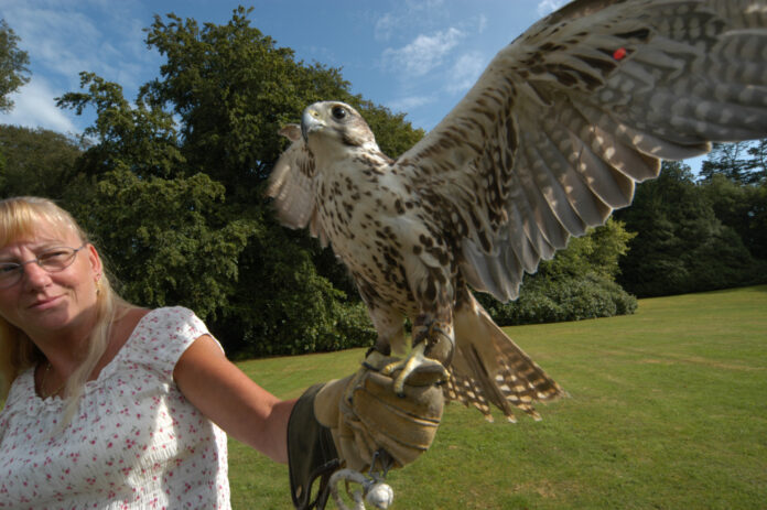 Falconry