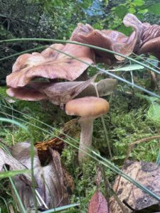 Ragnerud forest