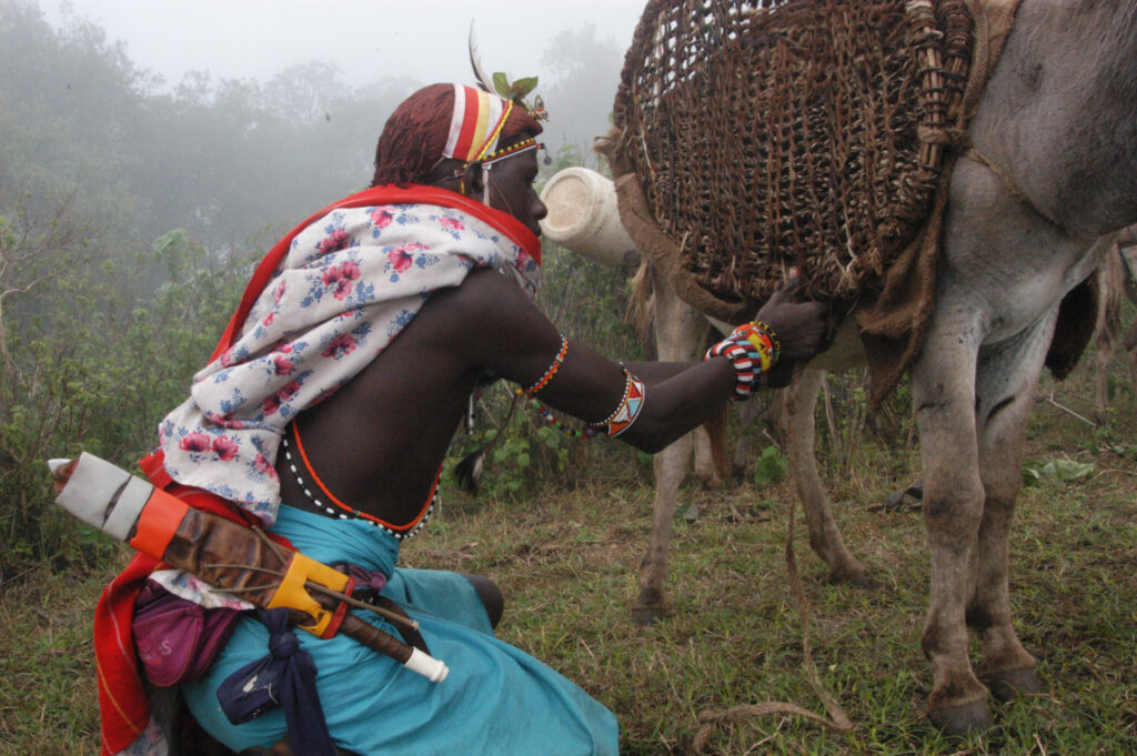 Samburu warrior loads donkey
